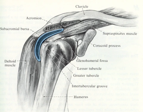 xray image of a knee